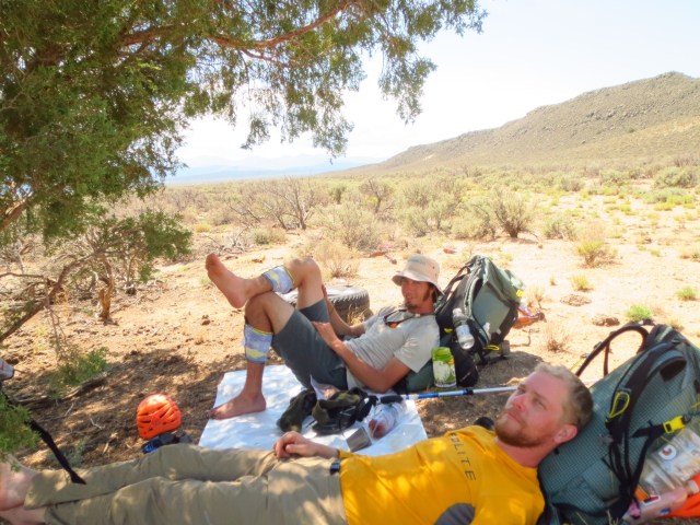 Lunch at the only tree for miles.