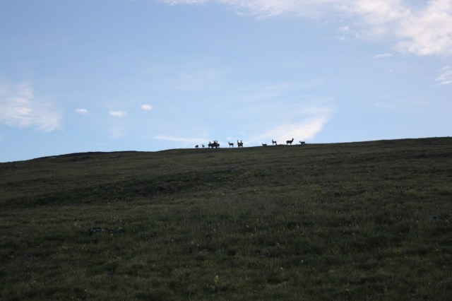 A herd of Elk.