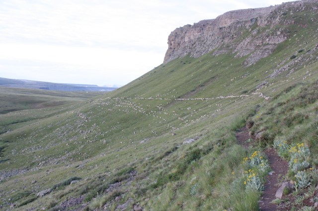 Sherman's herd of sheep.