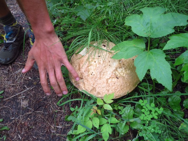 A very large mushroom.