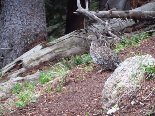 One of the many delicious looking birds we occasionally see in the mountains.