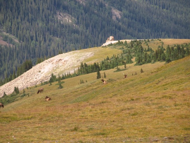 A herd of elk on e broad ridge we took north from Uncompahgre. 