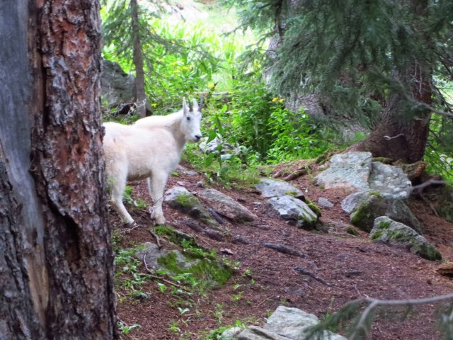 A very friendly mountain goat.