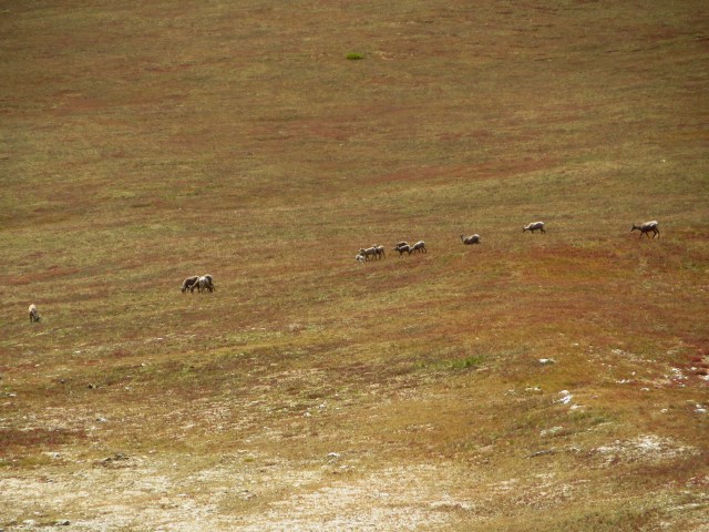 Some deer species or another we spotted in the distance while descending south from Mt. Antero.