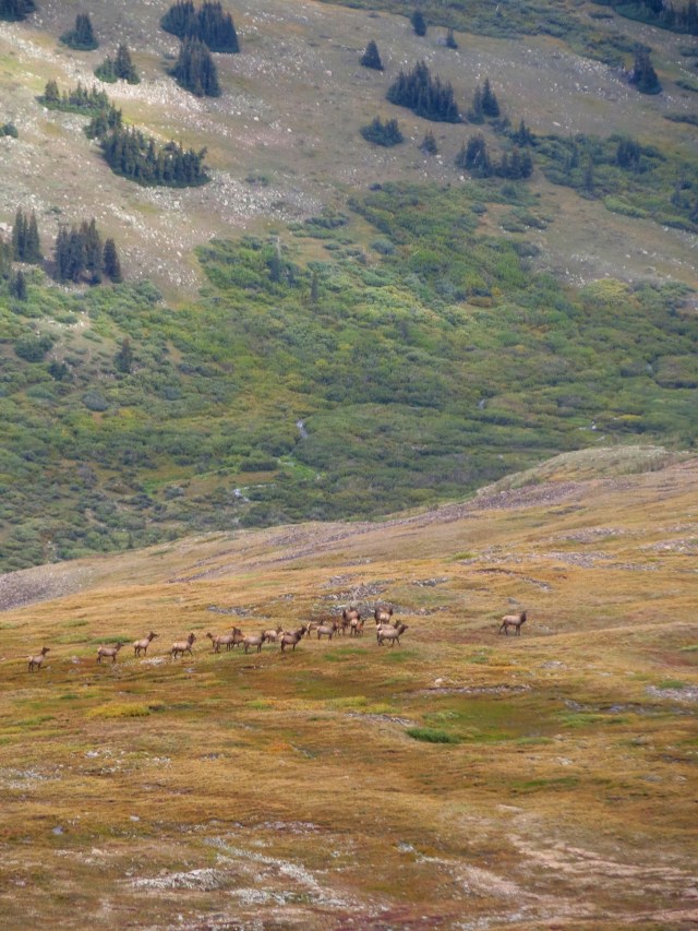 A herd of elk run below us on the climb up to Mt. Sherman.