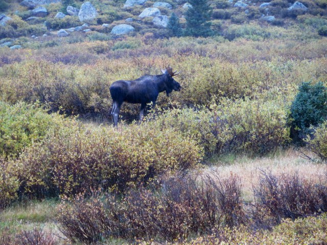 A moose in Chihuahua Gulch below Torrey's Peak.